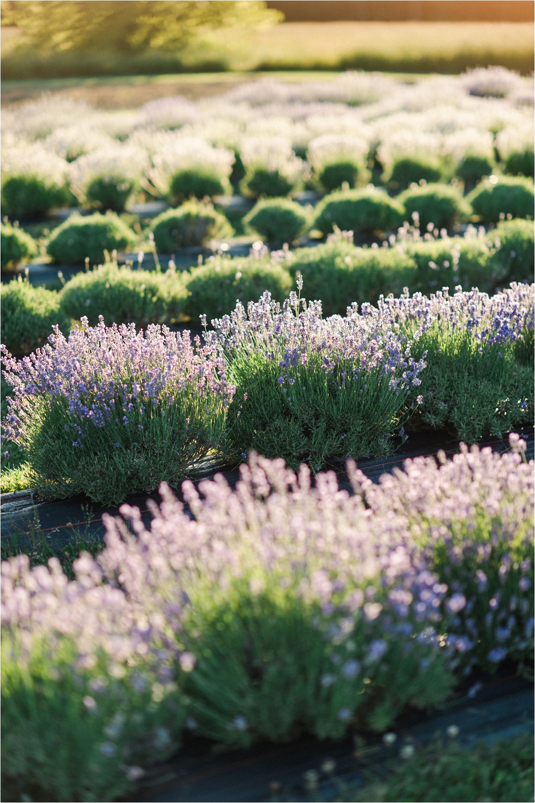 Lavender Field Engagement Session Maine